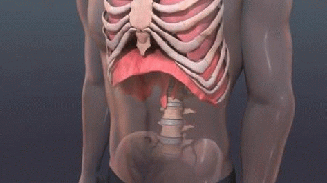 88)マルチ腹式呼吸〜横隔膜の動き